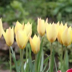 Honky Tonk Tulip (Tulipa Honky Tonk) Img 2